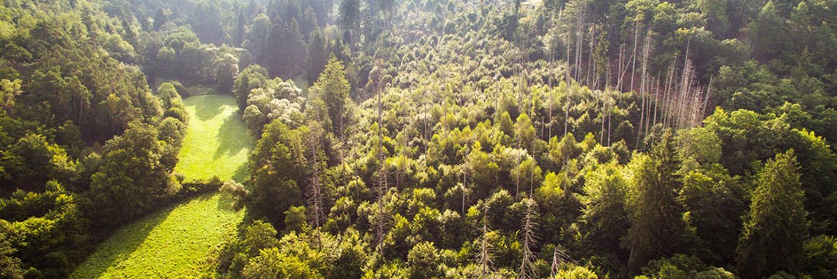 Aerial view of a dense deciduous forest landscape with meadow aisle to the left
