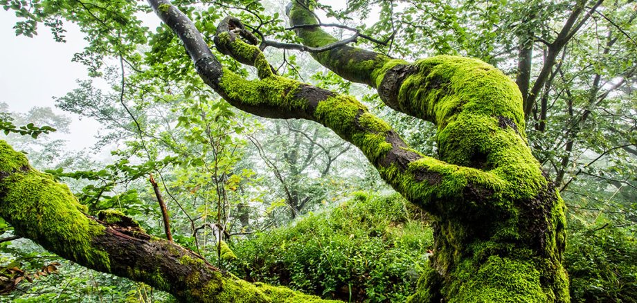 Yaprak döken bir ormanda yosun kaplı ağaç gövdesi